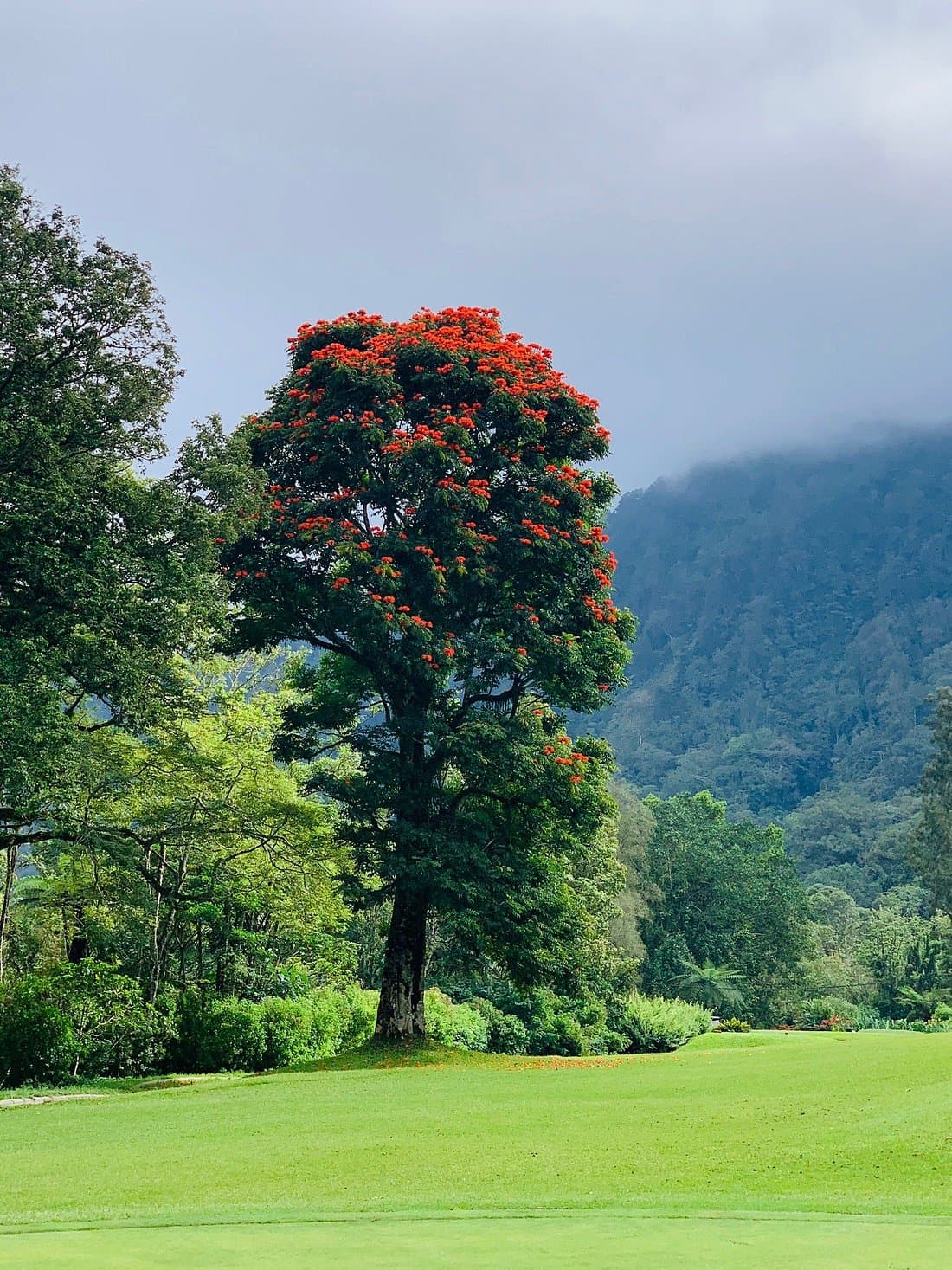 Handara Golf Course Image